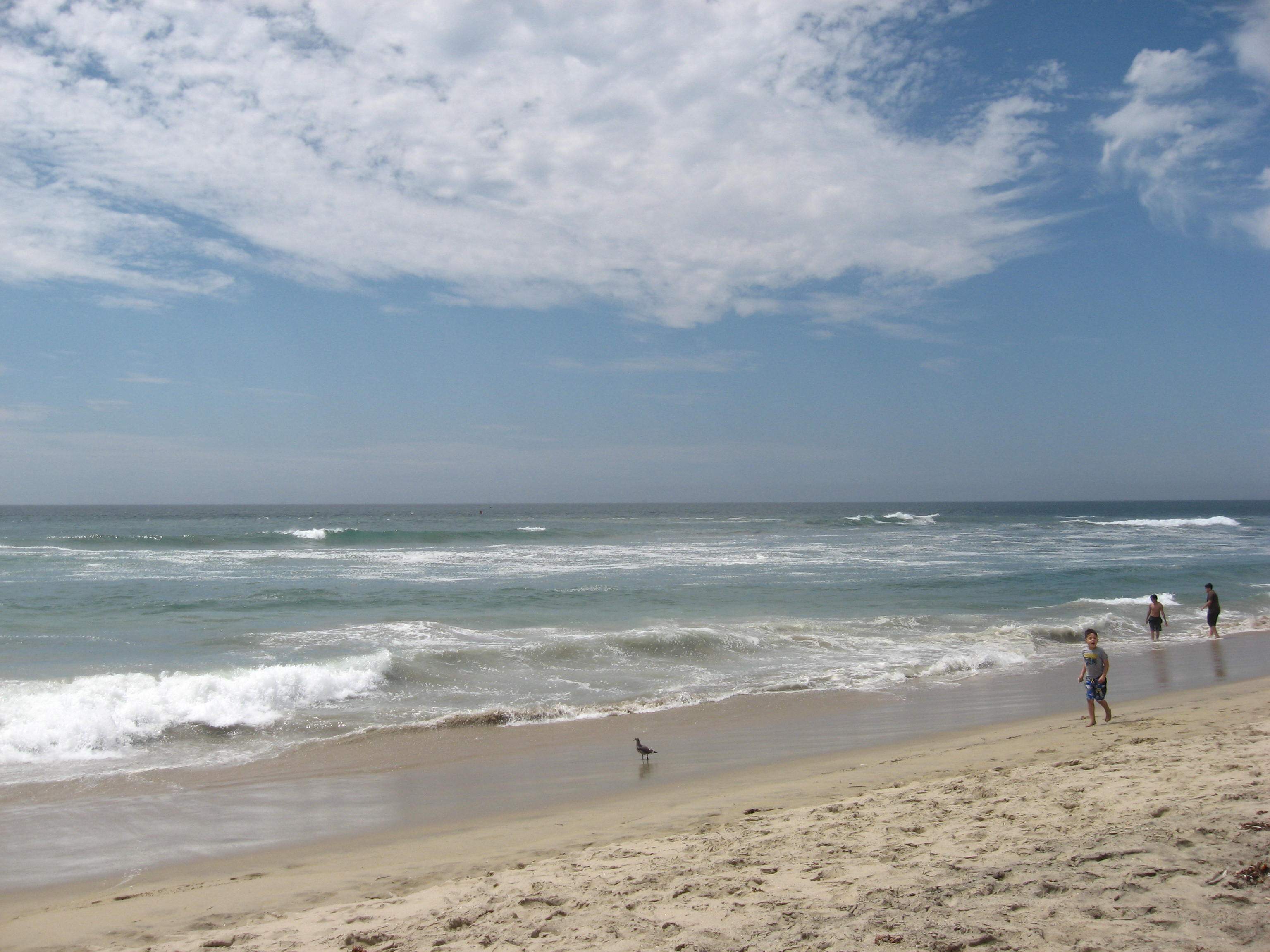 Beach and Pigeon