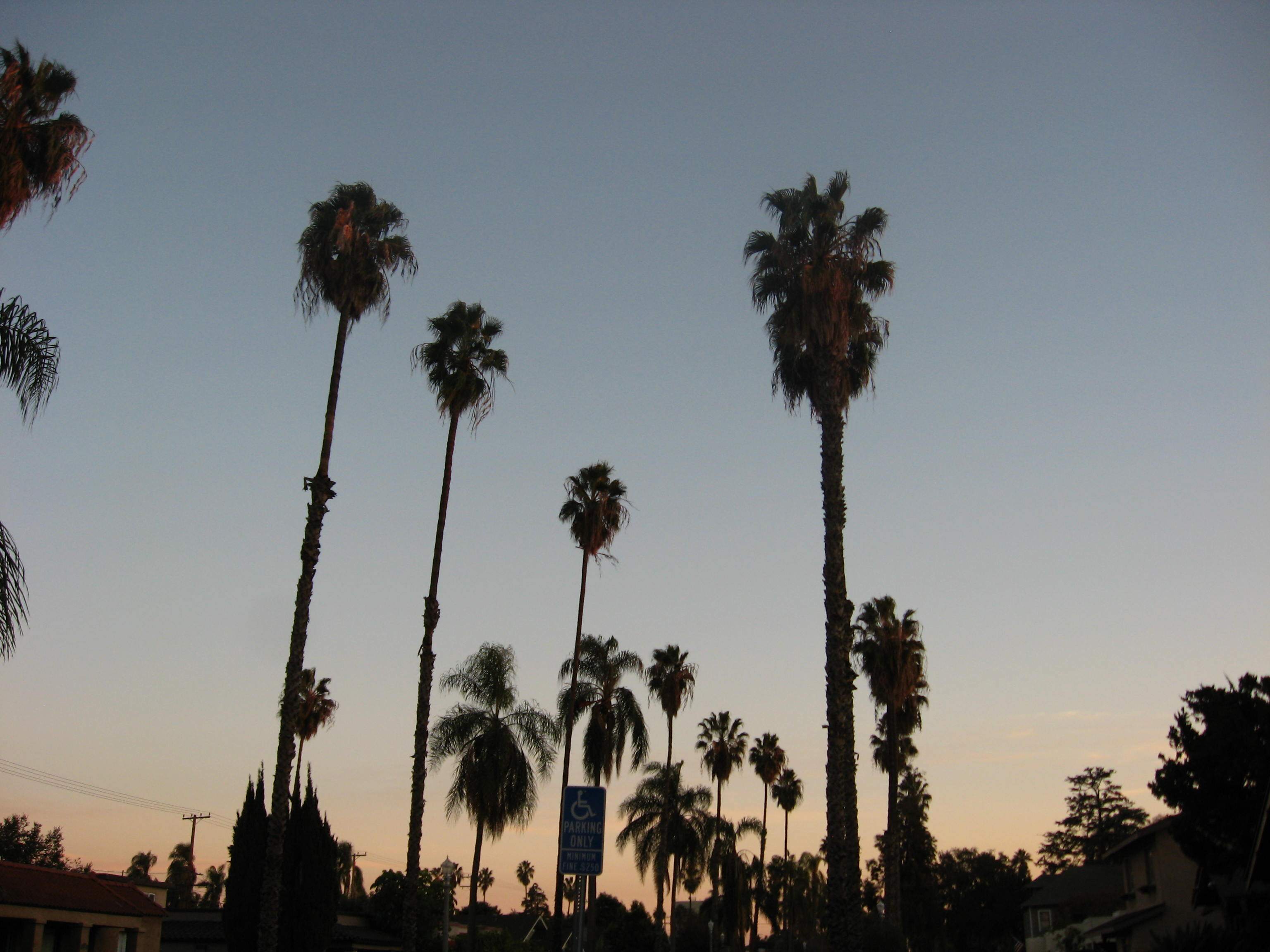 Sunset and Palm Trees